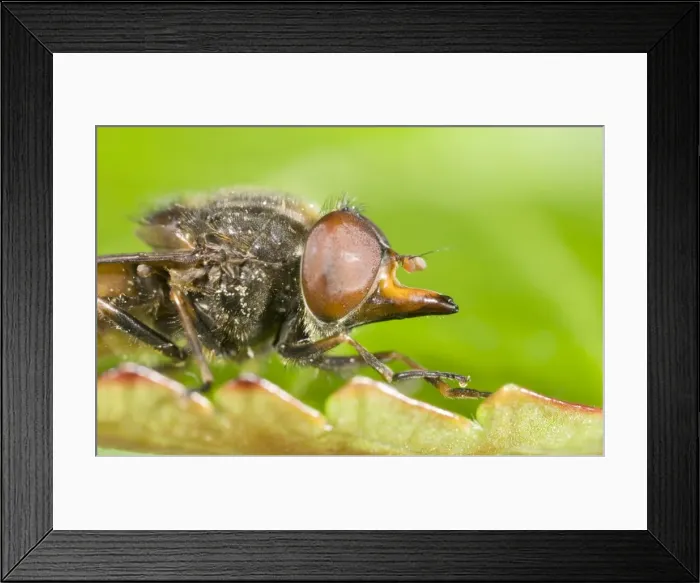 Framed Print : Hover Fly - showing snout Norfolk UK Framed Print : Hover Fly - showing snout Norfolk UK