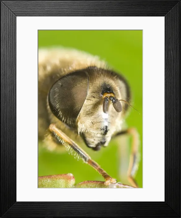 Framed Print : Drone Fly - showing Eye Framed Print : Drone Fly - showing Eye
