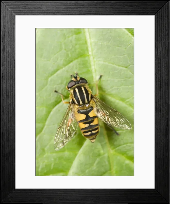 Framed Print : Hover Fly - resting on Leaf Norfolk UK Framed Print : Hover Fly - resting on Leaf Norfolk UK
