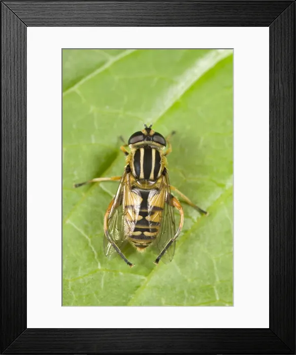 Framed Print : Hover Fly - resting on Leaf Norfolk UK Framed Print : Hover Fly - resting on Leaf Norfolk UK