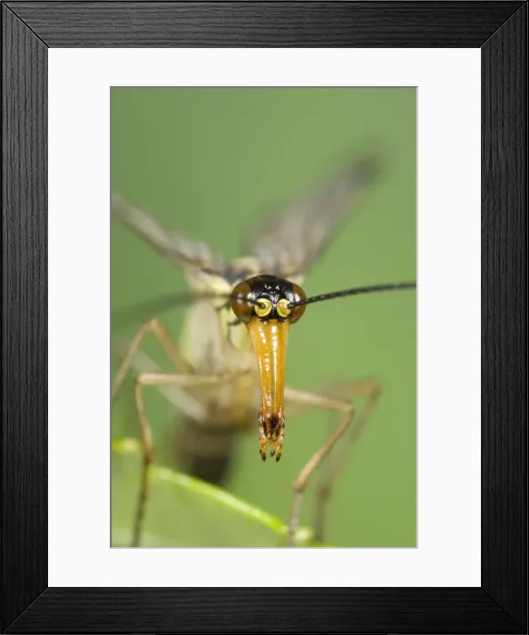 Framed Print : Scorpion Fly - detail of elongated snout Norfolk UK Framed Print : Scorpion Fly - detail of elongated snout Norfolk UK