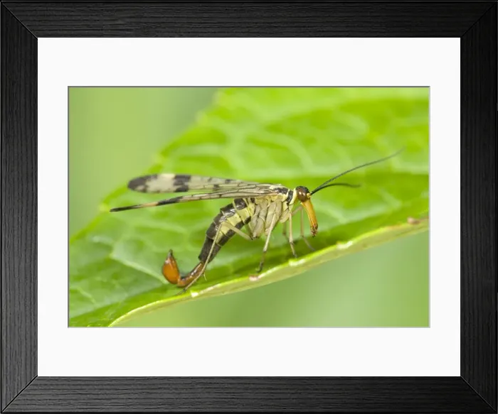 Framed Print : Scorpion Fly - resting on Leaf Norfolk UK Framed Print : Scorpion Fly - resting on Leaf Norfolk UK