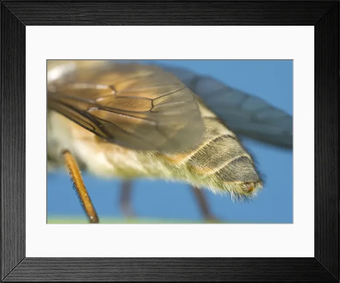 Framed Print : Hover Fly - showing abdomen and wings Norfolk UK