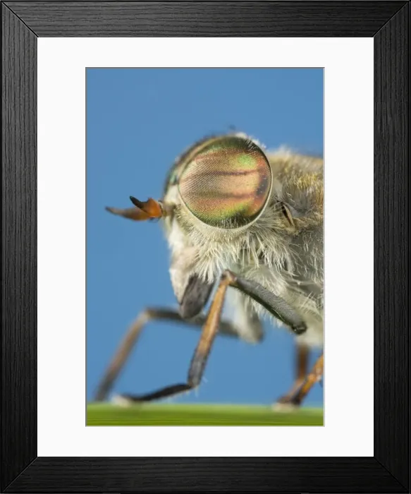 Framed Print : Hover Fly - showing head and eyes Norfolk UK Framed Print : Hover Fly - showing head and eyes Norfolk UK