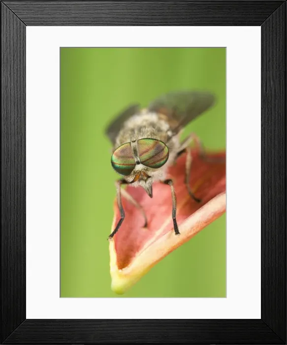 Framed Print : Hover Fly - resting on flower petal Norfolk UK Framed Print : Hover Fly - resting on flower petal Norfolk UK