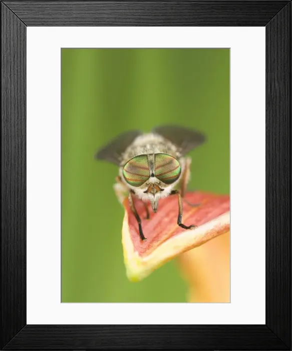 Framed Print : Hover Fly - resting on flower petal Norfolk UK Framed Print : Hover Fly - resting on flower petal Norfolk UK