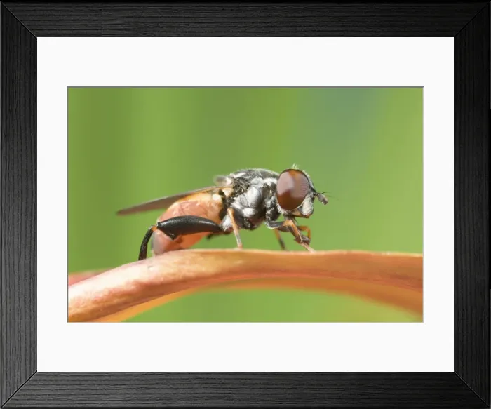 Framed Print : Hover Fly - on Red Petal Norfolk UK Framed Print : Hover Fly - on Red Petal Norfolk UK