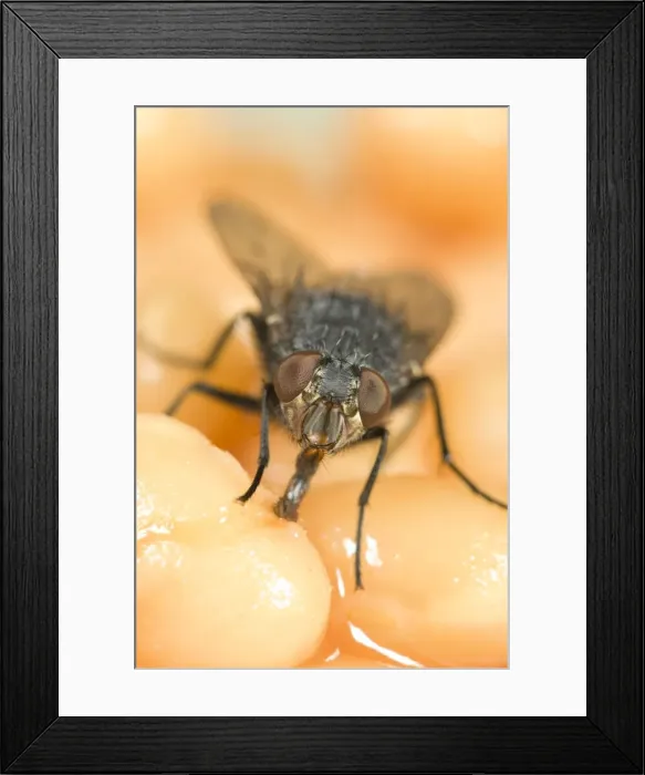 Framed Print : Bluebottle - feeding on baked beans Norfolk UK Framed Print : Bluebottle - feeding on baked beans Norfolk UK