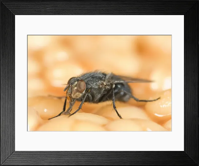 Framed Print : Bluebottle - feeding on baked beans Norfolk UK Framed Print : Bluebottle - feeding on baked beans Norfolk UK