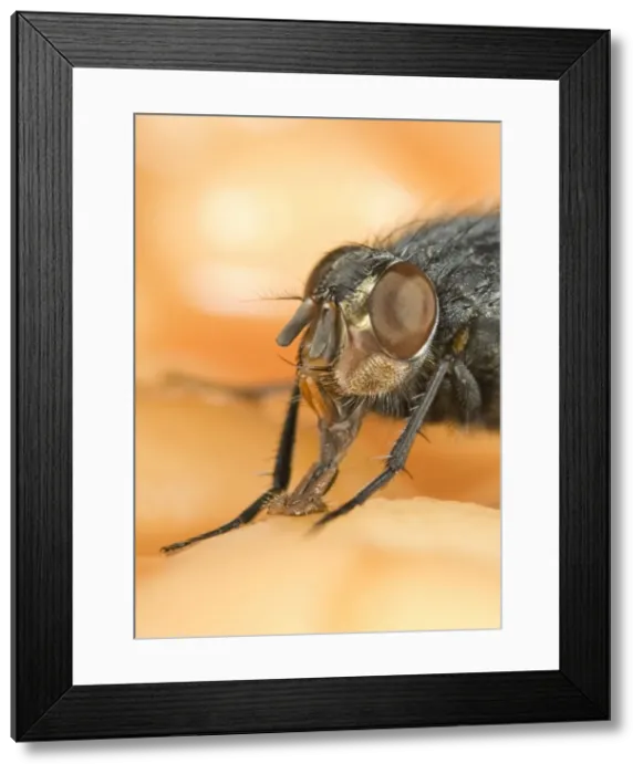 Framed Print : Bluebottle - feeding on baked beans Norfolk UK Framed Print : Bluebottle - feeding on baked beans Norfolk UK