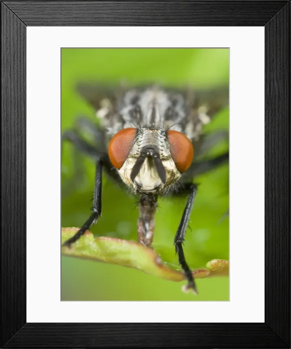 Framed Print : Flesh Fly - sucking up liquid from leaf Norfolk UK Framed Print : Flesh Fly - sucking up liquid from leaf Norfolk UK