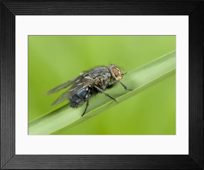 Framed Print : Bluebottle - resting on grass leaf Norfolk UK Framed Print : Bluebottle - resting on grass leaf Norfolk UK