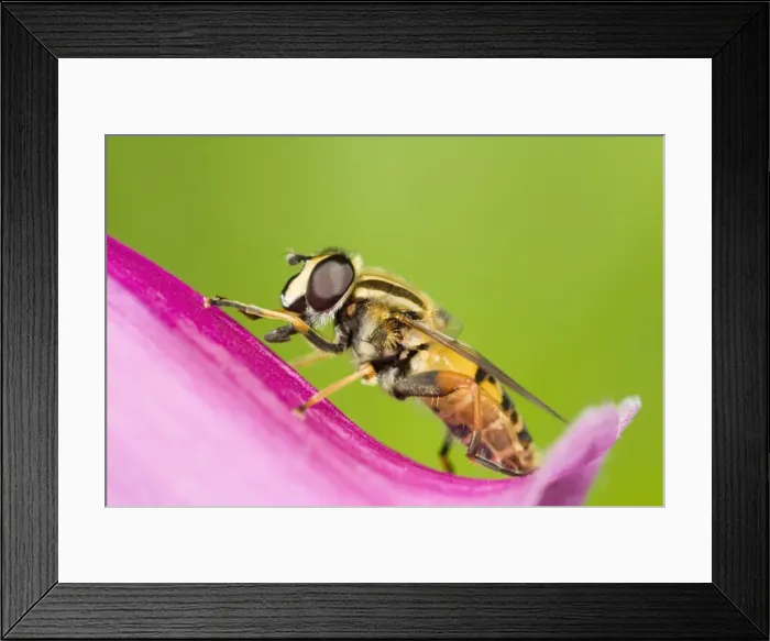 Framed Print : Hover Fly - resting on Foxglove flower Norfolk UK Framed Print : Hover Fly - resting on Foxglove flower Norfolk UK