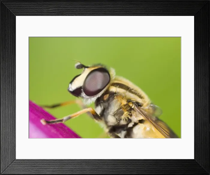 Framed Print : Hover Fly - resting on Foxglove flower Norfolk UK Framed Print : Hover Fly - resting on Foxglove flower Norfolk UK
