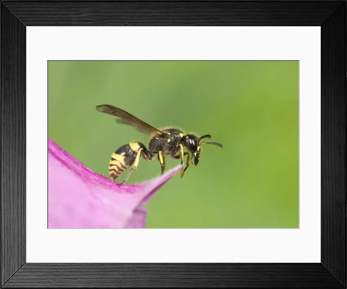 Framed Print : Digger Wasp - resting on Foxglove flower Norfolk UK Framed Print : Digger Wasp - resting on Foxglove flower Norfolk UK