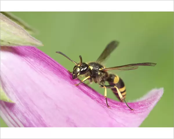 Digger Wasp - resting on Foxglove flower Norfolk UK