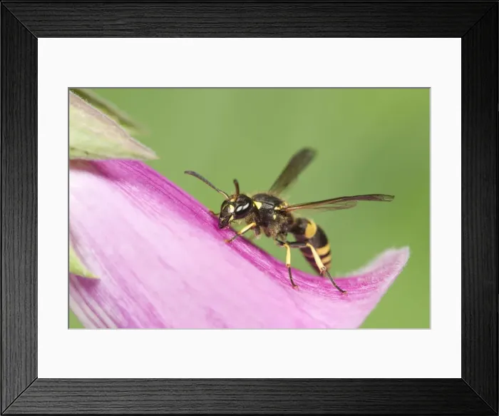 Framed Print : Digger Wasp - resting on Foxglove flower Norfolk UK Framed Print : Digger Wasp - resting on Foxglove flower Norfolk UK