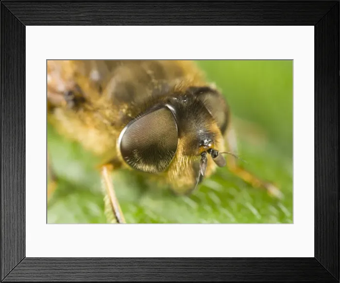 Framed Print : Drone Fly - showing eyes Norfolk UK Framed Print : Drone Fly - showing eyes Norfolk UK