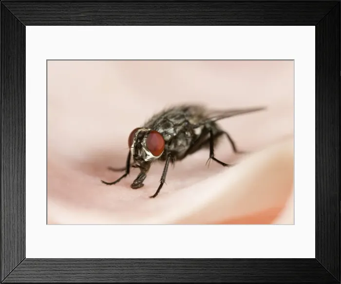 Framed Print : Flesh-fly Feeding on Ham Framed Print : Flesh-fly Feeding on Ham