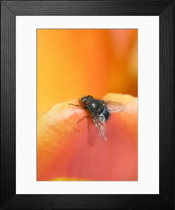 Framed Print : Bluebottle - resting on tulip flower Norfolk UK Framed Print : Bluebottle - resting on tulip flower Norfolk UK