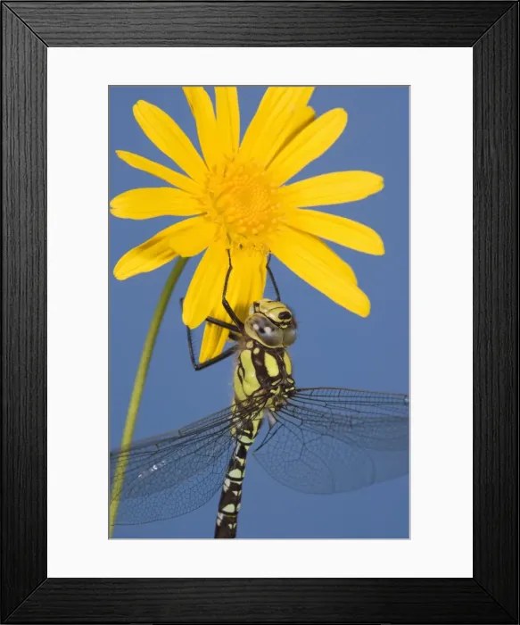 Framed Print : Southern Hawker Dragonfly - hanging on yellow flower Studio Norfolk UK Framed Print : Southern Hawker Dragonfly - hanging on yellow flower Studio Norfolk UK