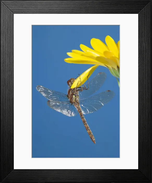Framed Print : Southern Hawker Dragonfly - hanging on yellow flower UK Framed Print : Southern Hawker Dragonfly - hanging on yellow flower UK