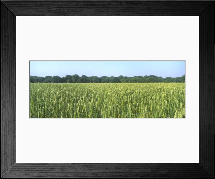 Framed Print : Field of Wheat Ripening Norfolk UK Framed Print : Field of Wheat Ripening Norfolk UK