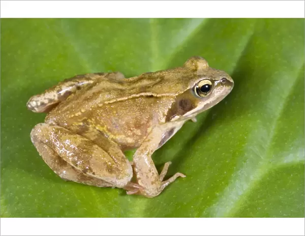 Common Frog - Sitting on leaf Norfolk UK