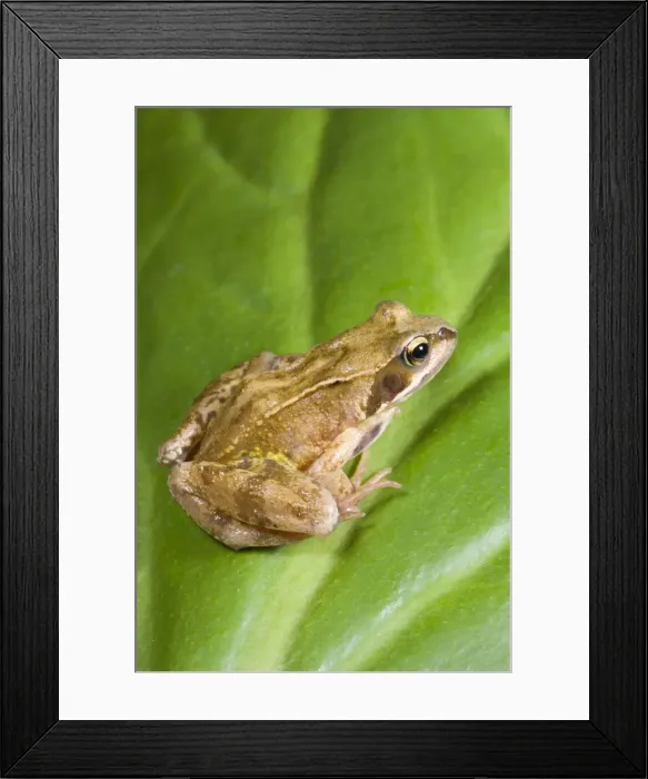 Framed Print : Common Frog - Sitting on leaf Norfolk UK Framed Print : Common Frog - Sitting on leaf Norfolk UK