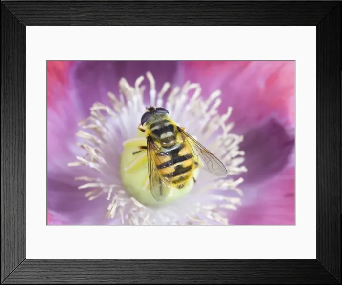 Framed Print : Hover Fly On opium poppy Norfolk UK Framed Print : Hover Fly On opium poppy Norfolk UK