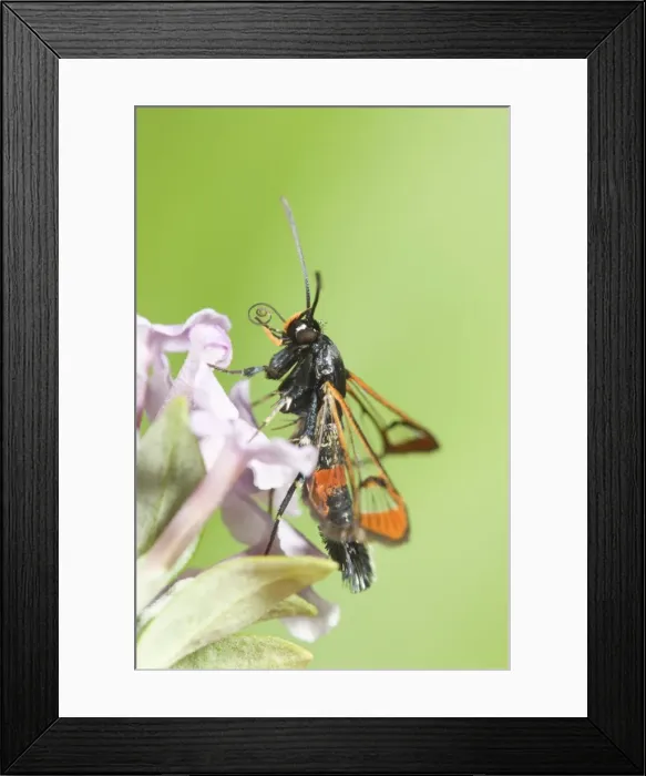Framed Print : Red-tipped Clearwing Moth Framed Print : Red-tipped Clearwing Moth