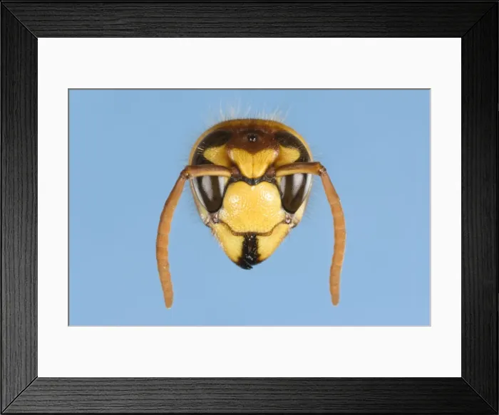 Framed Print : Tree Wasp Studio shot of head on plain background Framed Print : Tree Wasp Studio shot of head on plain background