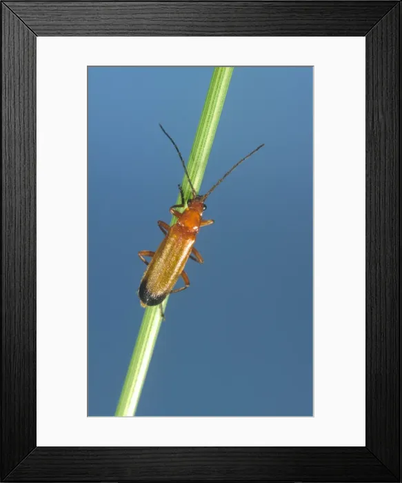 Framed Print : Soldier Beetle On Grass Stem Norfolk UK Framed Print : Soldier Beetle On Grass Stem Norfolk UK