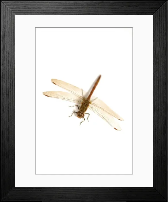 Framed Print : Common Darter Framed Print : Common Darter