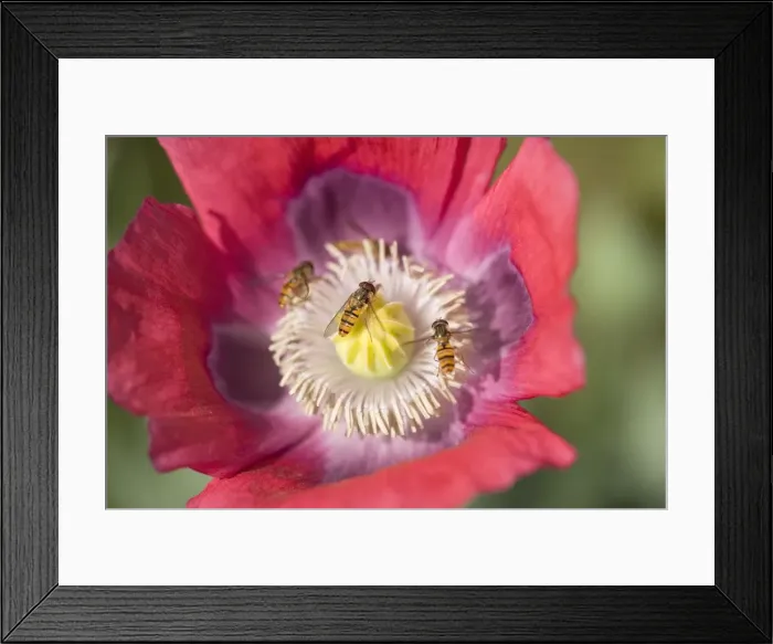 Framed Print : Opium Poppy Flower - With feeding Hover Flies - Norfolk UK Framed Print : Opium Poppy Flower - With feeding Hover Flies - Norfolk UK