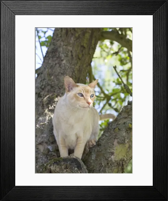 Framed Print : Tonkonese Cat Sitting on tree branch Norfolk UK Framed Print : Tonkonese Cat Sitting on tree branch Norfolk UK