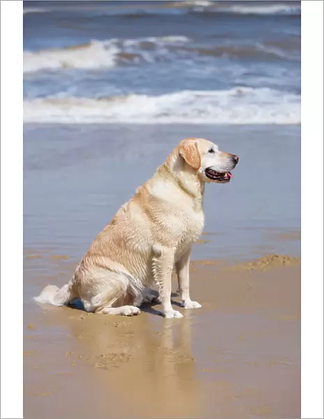 Labrador Dog Sitting on beach Waxham Beach Norfolk UK