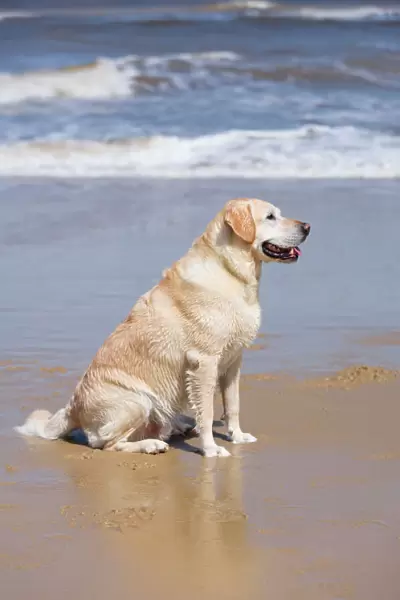Labrador Dog Sitting on beach Waxham Beach Norfolk UK