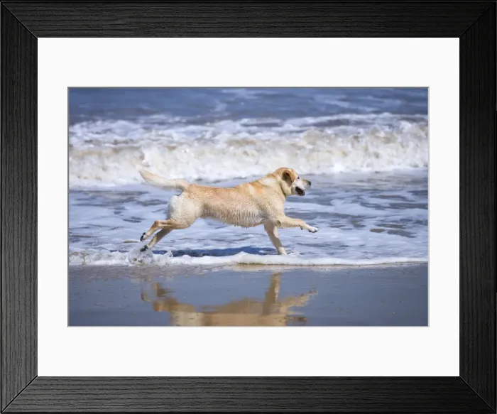Framed Print : Labrador Dog Running on beach Waxham Beach Norfolk UK Framed Print : Labrador Dog Running on beach Waxham Beach Norfolk UK