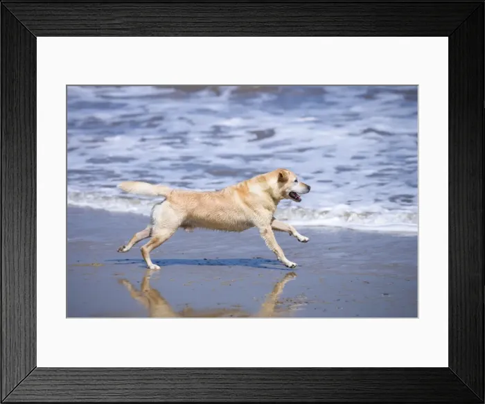 Framed Print : Labrador Dog Running on beach Waxham Beach Norfolk UK Framed Print : Labrador Dog Running on beach Waxham Beach Norfolk UK