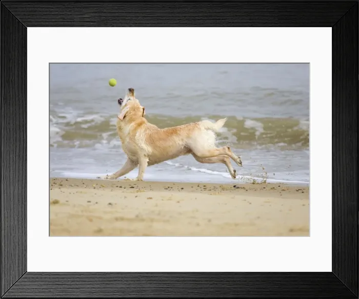 Framed Print : Labrador Dog Running on beach and chasing ball Waxham Beach Norfolk UK Framed Print : Labrador Dog Running on beach and chasing ball Waxham Beach Norfolk UK