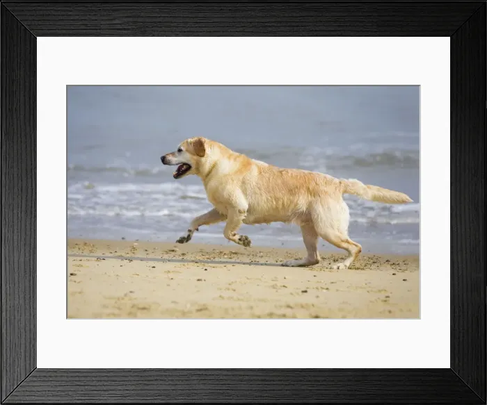Framed Print : Labrador Dog Running on beach Waxham Beach Norfolk UK Framed Print : Labrador Dog Running on beach Waxham Beach Norfolk UK