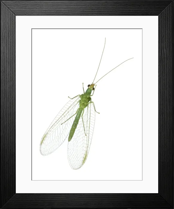 Framed Print : Green Lacewing Underside View Norfolk UK Framed Print : Green Lacewing Underside View Norfolk UK