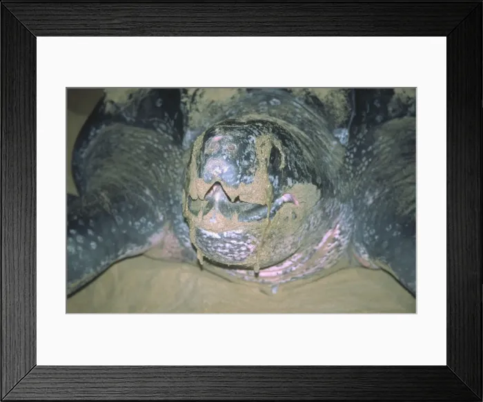 Framed Print : Leatherback Turtle Egglaying St Lucia Framed Print : Leatherback Turtle Egglaying St Lucia