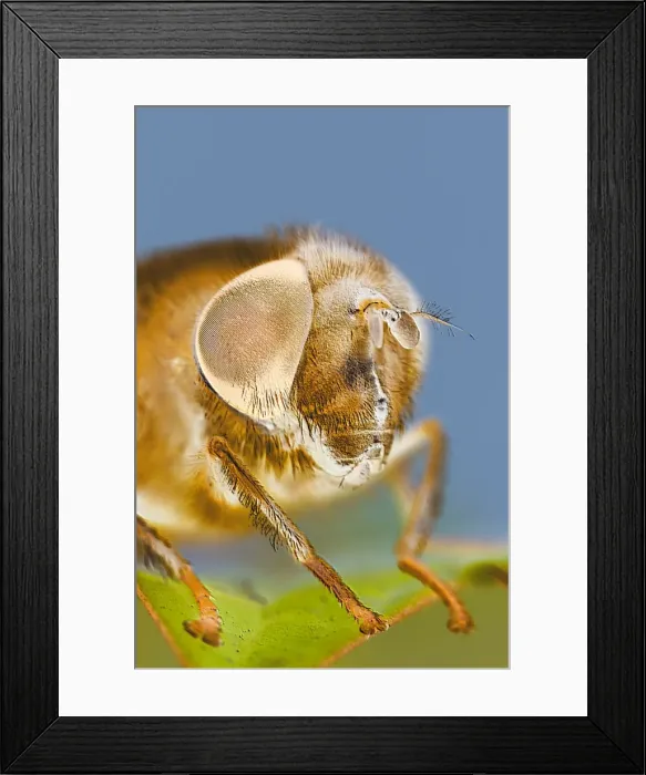 Framed Print : Eye of Drone-fly Manipulated EM Style Shot Framed Print : Eye of Drone-fly Manipulated EM Style Shot
