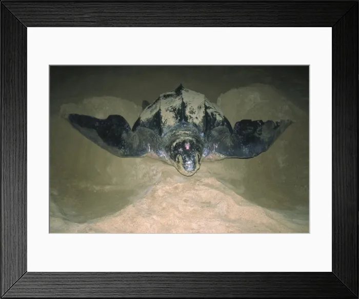 Framed Print : Leatherback Turtle Excavating Sand for Egglaying St Lucia Framed Print : Leatherback Turtle Excavating Sand for Egglaying St Lucia