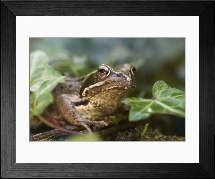 Framed Print : Common Frog Norfolk UK Framed Print : Common Frog Norfolk UK