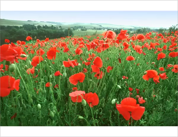 Field of Common Poppies Wiltshire UK