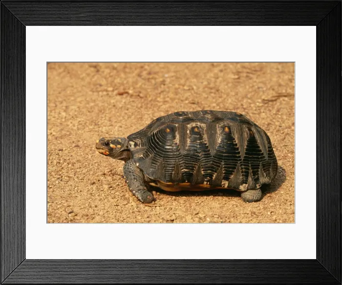 Framed Print : Red-footed Tortoise Venezuela Framed Print : Red-footed Tortoise Venezuela