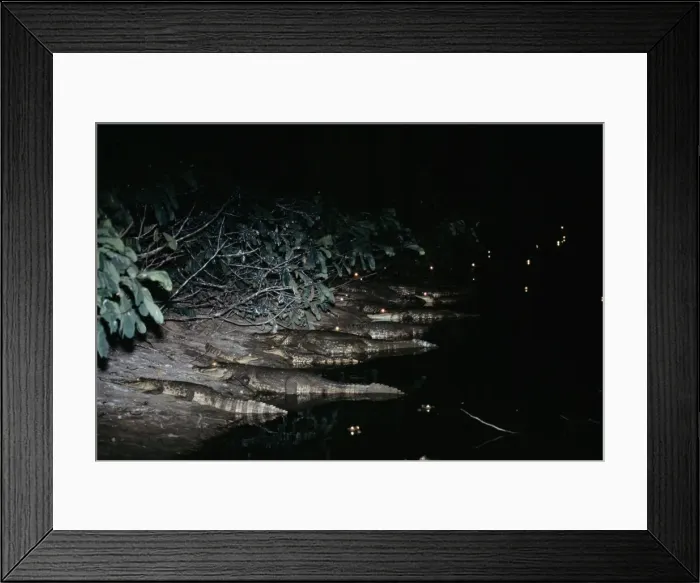 Framed Print : Spectacled Caiman - At night, on waters edge Llanos, Venezuela, South America Framed Print : Spectacled Caiman - At night, on waters edge Llanos, Venezuela, South America